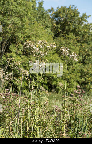 Sonchus Palustris, Sumpf Sow-Distel, wächst in einem Sumpf, Surrey, UK. September. Stockfoto