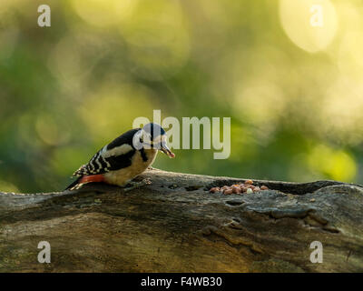 Great Spotted Woodpecker (Dendrocopos großen) auf Nahrungssuche Wald inmitten der Natur. "Dargestellt, isoliert, Fütterung auf ein Holzscheit" Stockfoto