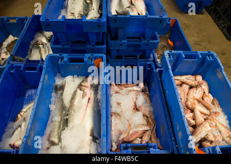 Fisch in Kisten auf einem Fischmarkt bereit zu gehen, um Kunden / Restaurants / Fisch Mongers etc. Stockfoto