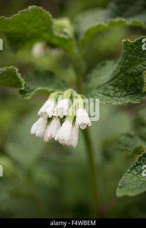 Symphytum Officinale, gemeinsame Beinwell, Surrey, UK. Juni. Stockfoto