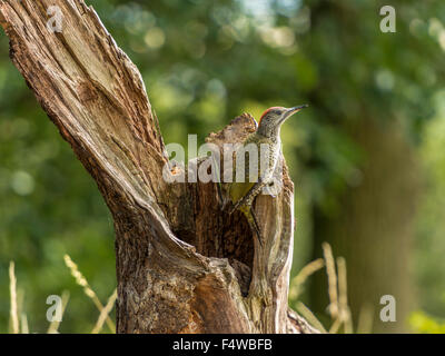 Juvenile Europäische Grünspecht (Picus Viridis) auf Nahrungssuche in natürlichen Wäldern ländlicher Umgebung. Schöne, einzigartige Aufnahmen. Stockfoto