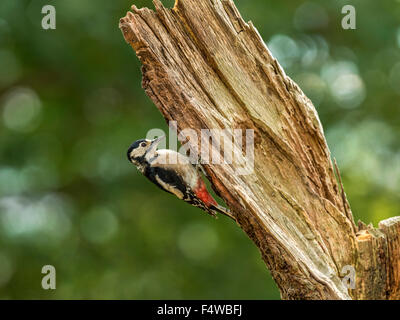 Great Spotted Woodpecker (Dendrocopos großen) auf Nahrungssuche Wald inmitten der Natur. "Isoliert, balanciert auf einem hölzernen Zweig" Stockfoto