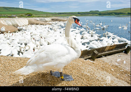 Ein Bild zeigt einen der Schwäne auf dem Land im Vordergrund Abbotsbury Schwan Sanctuary in Dorset. Stockfoto