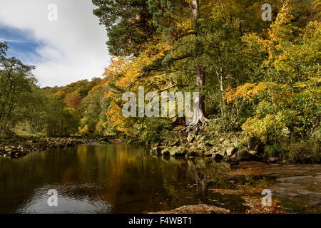 Herbst am Fluss Allen, Northumberland Stockfoto