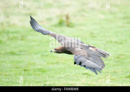 der goldene Adler fliegt Stockfoto