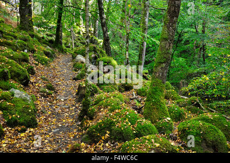 Weg durch Wald neben der Torrent zu Fuß, Wales, Wales. Moos bedeckten Felsen und Laub. Stockfoto