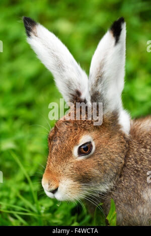 Schneehase (Lepus Timidus Varronis), Mauser, Porträt, Kanton Schwyz, Schweiz Stockfoto