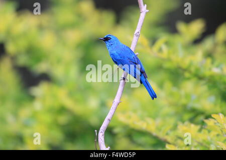 Verditer Fliegenfänger (Eumyias Thalassinus) in Malaysia Stockfoto