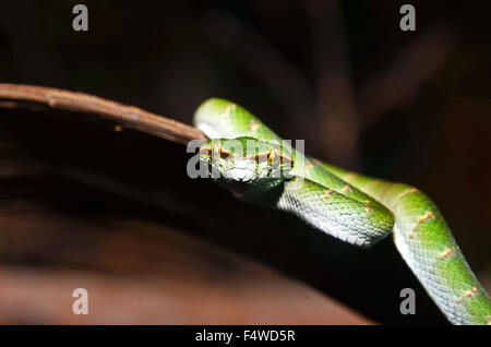 Juvenile Bornean gekielt grün Grubenotter (Tropidolaemus Subannulatus) in Hinterhalt Lage, Gunung Gading Nationalpark, Malaysia Stockfoto