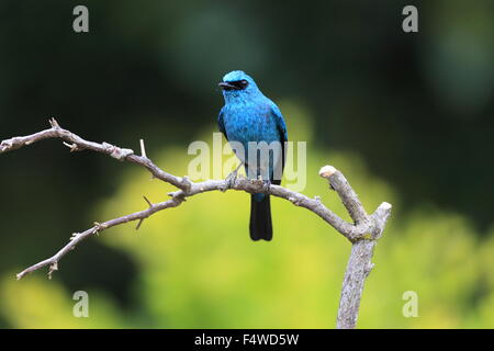 Verditer Fliegenfänger (Eumyias Thalassinus) in Malaysia Stockfoto
