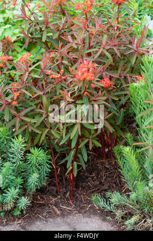 EUPHORBIA GRIFFITHII FIREGLOW Stockfoto