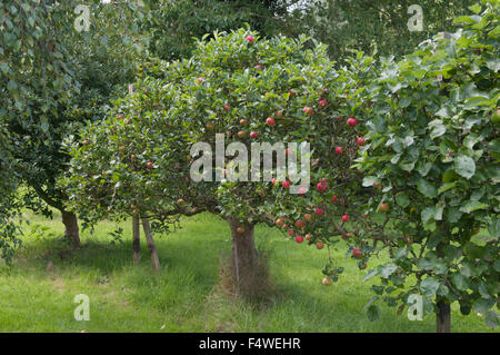 APPLE-ENTDECKUNG Stockfoto