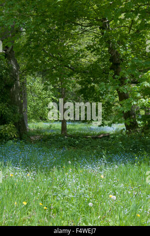 MYOSOTIS SYLVATICA Stockfoto