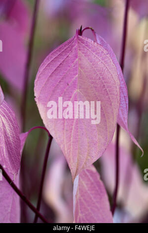 CORNUS SANGUINEAUND Stockfoto