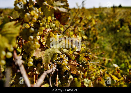 Weiße Trauben im Weinberg an einem sonnigen Tag im späten Herbst Ernte Stockfoto