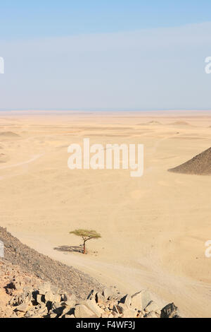 Einsamer Baum in der Wüste auf dem blauen Himmelshintergrund Stockfoto