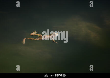 Kleiner Frosch schwimmen und jagen lange den Flusslauf Stockfoto