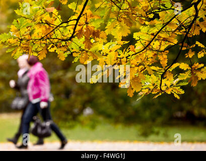 Prag, Tschechische Republik. 23. Oktober 2015. Herbst Farben im Park auf der Insel schützen (Strelecky) in Prag, Tschechische Republik, 23. Oktober 2015. © Katerina Sulova/CTK Foto/Alamy Live-Nachrichten Stockfoto