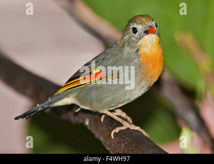 Pekin Robin (Leiothrix Lutea) Stockfoto