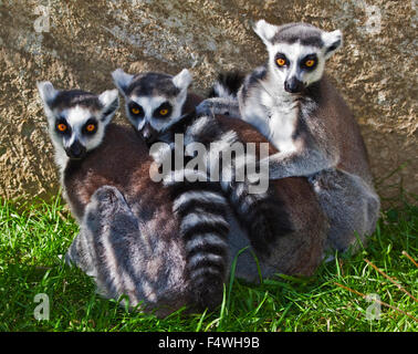 Gruppe von Ring Tailed Lemuren (Lemur Catta) Stockfoto