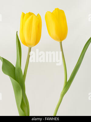 Zwei gelbe Tulpen gegen einen hellen Hintergrund Stockfoto