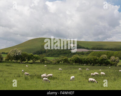 Schafe in einem Feld in einem Sommertag mit Sussex downland Hügel im Hintergrund Stockfoto