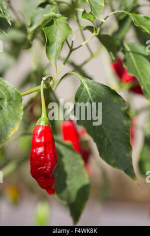 Paprika, Chili, Paprika Stockfoto