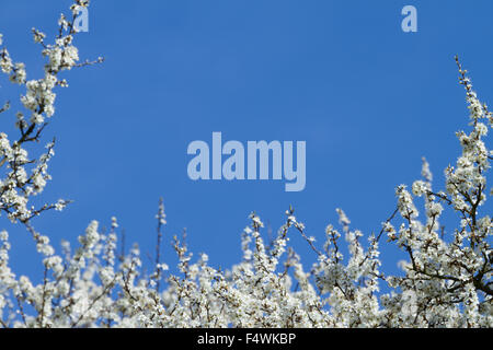 Blackthorn Blüte am blauen Himmel. Zweig mit weißen Blüten. Stockfoto