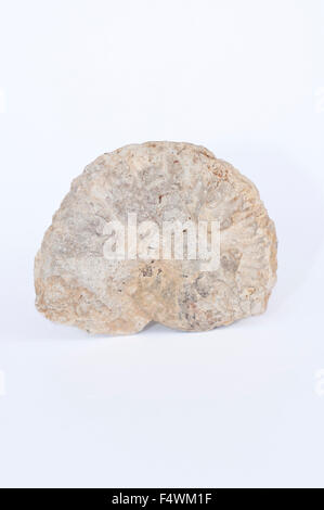 Porträt von echten Ammonit Fossil, Amaltheus. Stockfoto