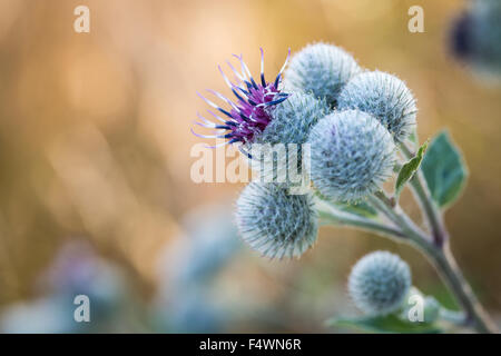 Blüte der großen Klette (Arctium Lappa) Stockfoto