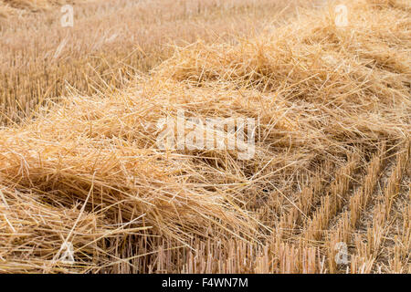 Stroh - Feld nach der Ernte Stockfoto