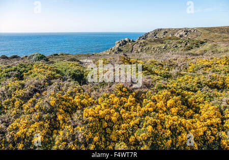 Gelbe Gorse Blume in einer malerischen Küstenlandschaft am Lands End, Cornwall, England, Großbritannien Stockfoto