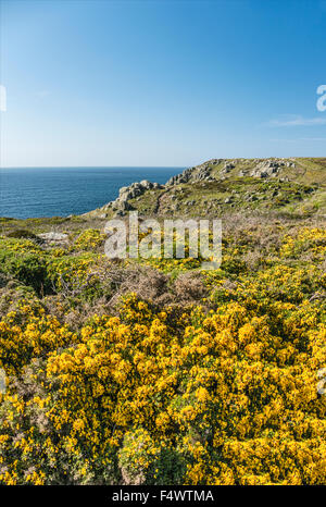 Gelbe Gorse Blume in einer malerischen Küstenlandschaft am Lands End, Cornwall, England, Großbritannien Stockfoto