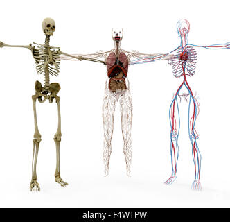 menschliche Anotomy in Knochen, Organen und Vasculair. Stockfoto