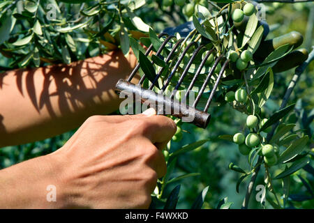 Nahaufnahme von den Händen eines jungen Mannes, Arbequina-Oliven in einem Olivenhain in Katalonien, Spanien, mit einem kammartige t Ernte ist Stockfoto