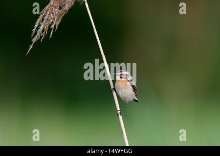 Braunkehlchen (Saxicola Rubetra) weibliche thront Stockfoto