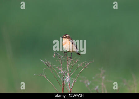 Braunkehlchen (Saxicola Rubetra) weibliche thront Stockfoto