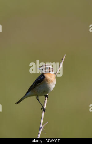 Braunkehlchen (Saxicola Rubetra) weibliche thront Stockfoto