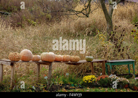 Bauernhof Stand im Herbst mit Mütter, Kürbisse und Kalebassen, Schoharie County, New York State, USA Stockfoto