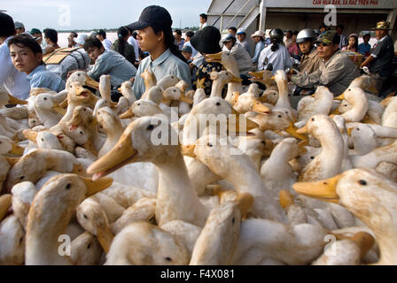 Viele Enten auf der öffentlichen Fähre nach den langen Vinh Co Chien Fluss zu überqueren. Mekong-Delta. Stockfoto