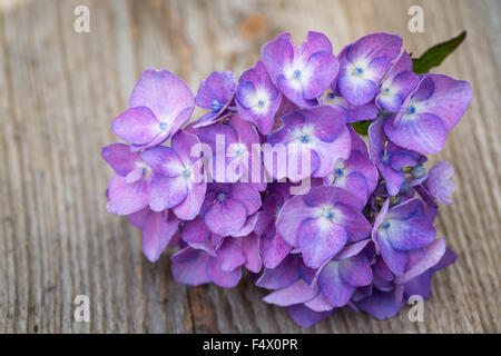 Blaue Hortensie Blume über hölzerne Hintergrund. Stockfoto