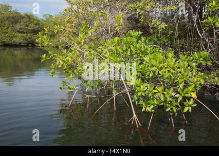 Red Mangrove (Rhizophora Mangle) mit Antennenrequisiten in der Intertidzone der Black Turtle Cove, einer Mündung auf der Insel Santa Cruz, Galapagos Islands Stockfoto