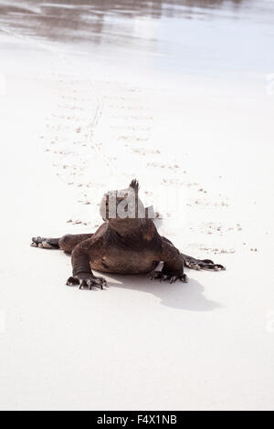 Marine-Iguana (Amblyrhynchus cristatus), der aus dem Meer kommt, um am Strand der Tortuga Bay auf den Galapagos-Inseln zu landen Stockfoto