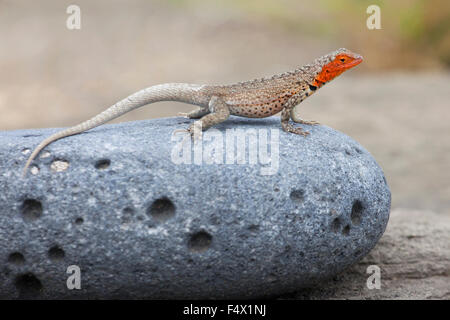 Weibliche Galapagos Lava Lizard (Microlophus albemarlensis), die sich in der Sonne auf Lavagestein sonnen, Puerto Egas, Santiago Island, Galapagos National Park Stockfoto