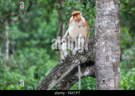 Proboscis Monkey (nasalis larvatus) Weibchen, die auf Baumwurzeln im Bornean Küsten-Mangrovenwald, Sabah, Malaysia, sitzen Stockfoto