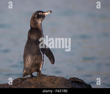 Galápagos-Pinguin (Spheniscus Mendiculus) Stockfoto