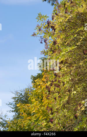 Sambucus Nigra. Holunder Frucht auf einem Baum gegen blauen Himmel Stockfoto