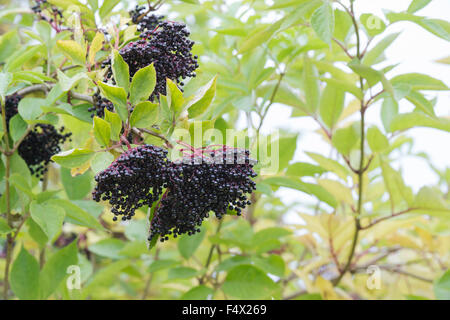 Sambucus Nigra. Holunder Frucht auf einem Baum Stockfoto