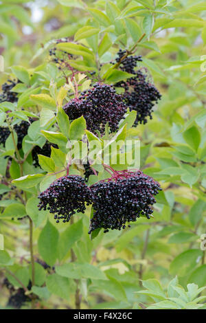 Sambucus Nigra. Holunder Frucht auf einem Baum Stockfoto