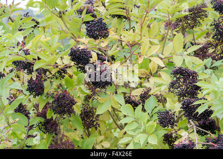 Sambucus Nigra. Holunder Frucht auf einem Baum Stockfoto